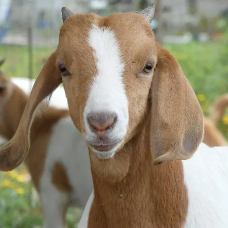 Quintinha Da Charneca