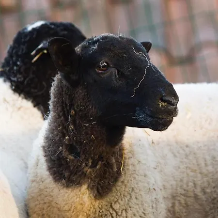 Quintinha Da Charneca * Alfeizerão