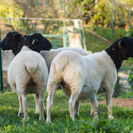 Quintinha Da Charneca Alpesi faház