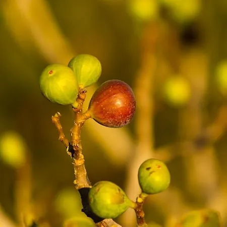 Quintinha Da Charneca