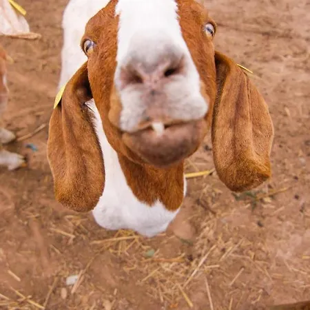 Quintinha Da Charneca Alpesi faház