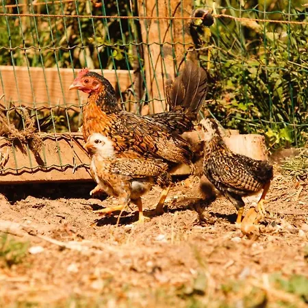 Quintinha Da Charneca Alpesi faház Alfeizerão