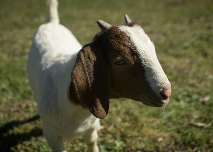 Chalé Quintinha Da Charneca