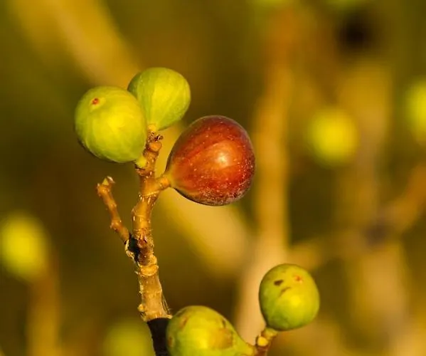 Quintinha Da Charneca
