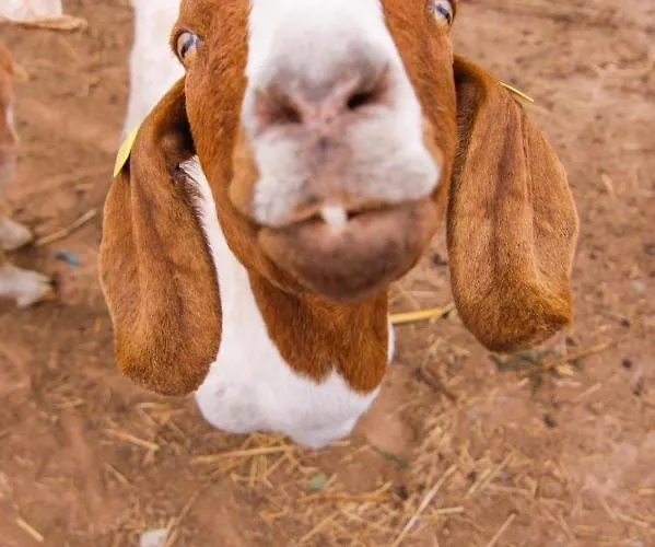 Quintinha Da Charneca Chalé